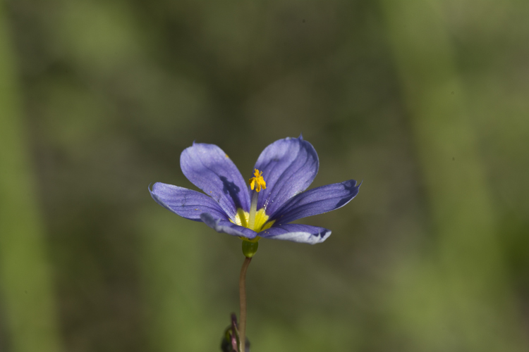 Sisyrinchium pruinosum