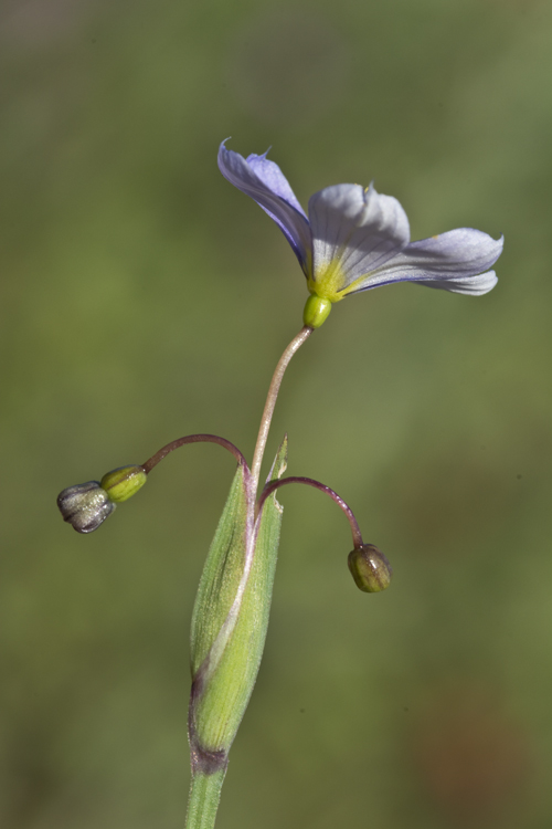 Sisyrinchium pruinosum