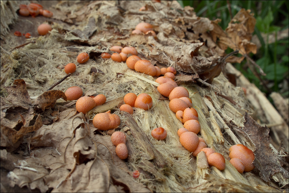 Ликогала древесинная опасна или нет. Плазмодий Lycogala Epidendrum. Lycogala Epidendrum. Ликогала древесинная. Слизевик Ликогала.