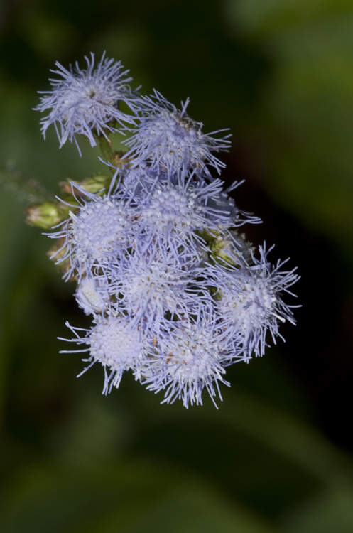 Ageratum houstonianum