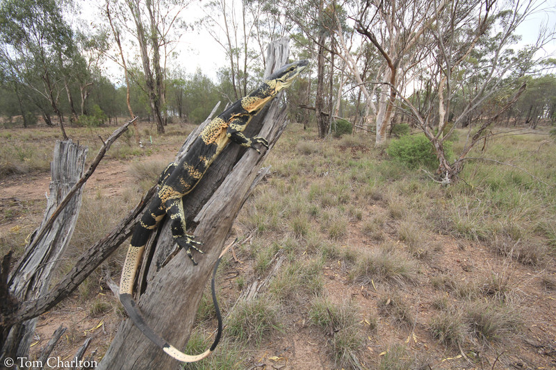Varanus varius Varanus varius