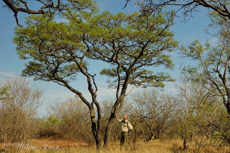 Burkea africana