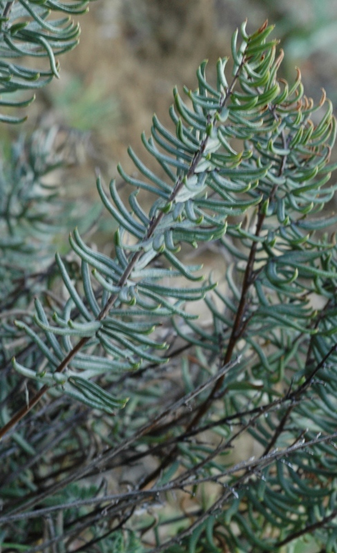 Pellaea brachyptera