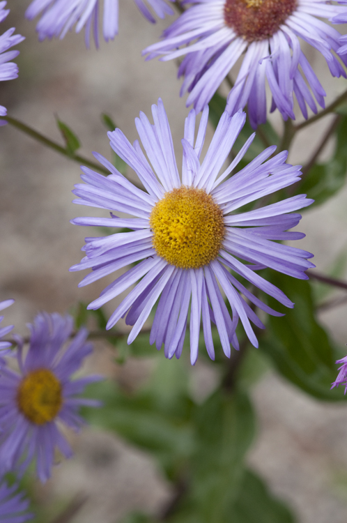 Erigeron subtrinervis