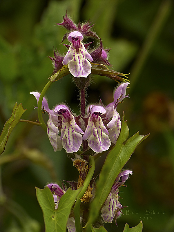 Calystegia purpurata ssp. purpurata