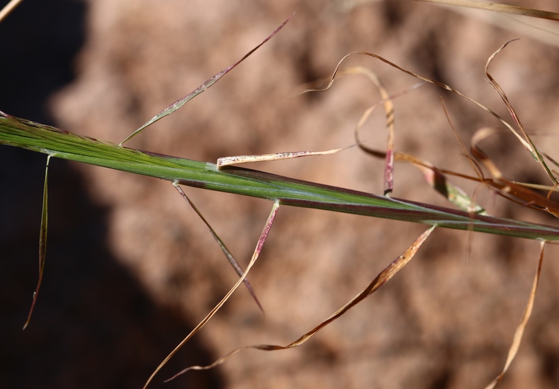 Muhlenbergia porteri
