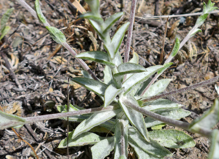 Lessingia hololeuca