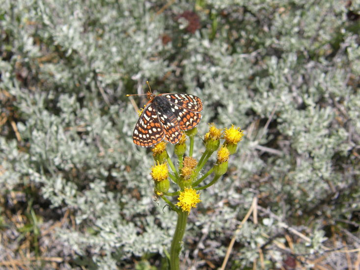 Euphydryas editha