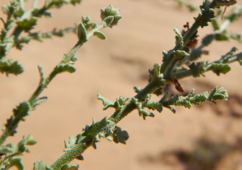Leucosyris arida Leucosyris arida