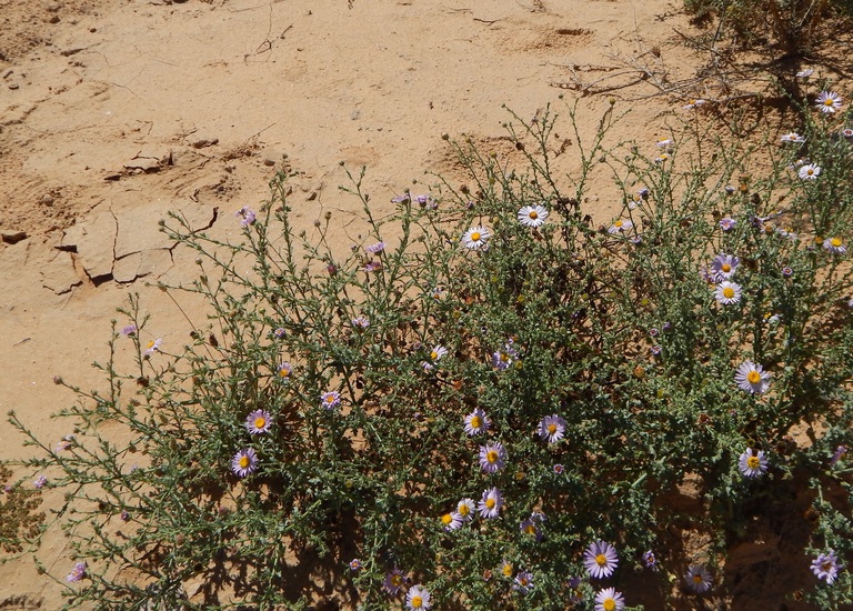 Leucosyris arida Leucosyris arida