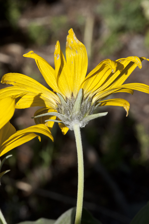 Wyethia sagittata