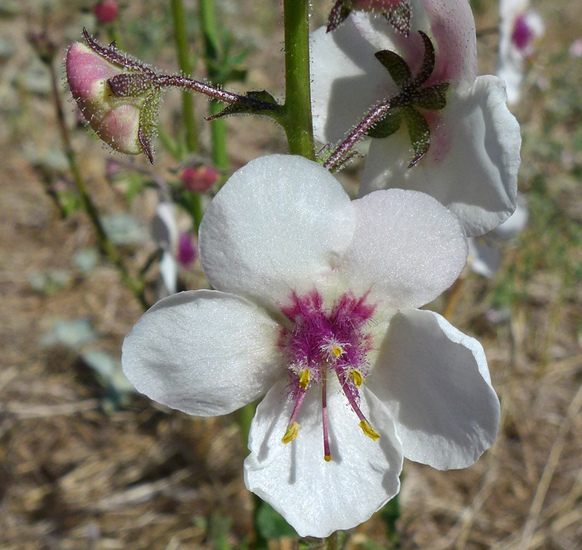 Verbascum blattaria Verbascum blattaria