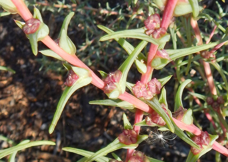 Salsola soda