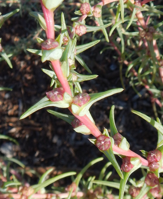 Salsola soda