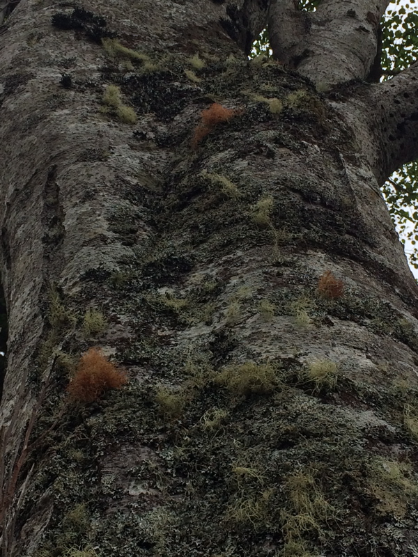 Usnea rubicunda