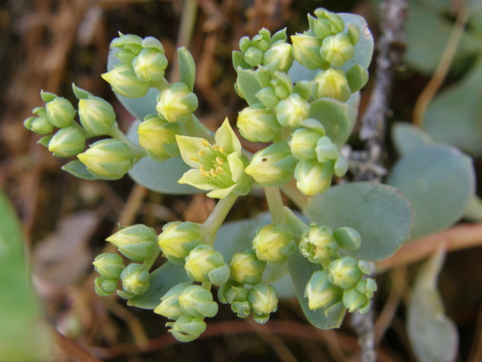 Sedum paradisum Sedum paradisum