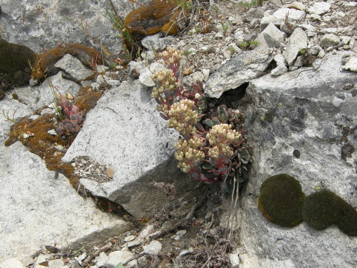 Sedum paradisum Sedum paradisum