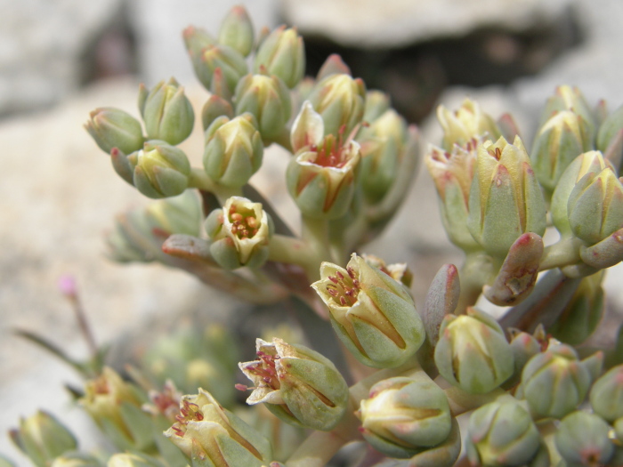 Sedum paradisum Sedum paradisum