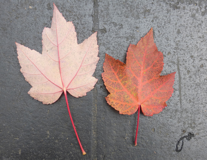 Acer rubrum