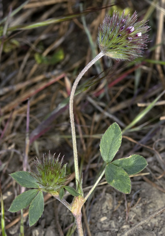 Trifolium olivaceum
