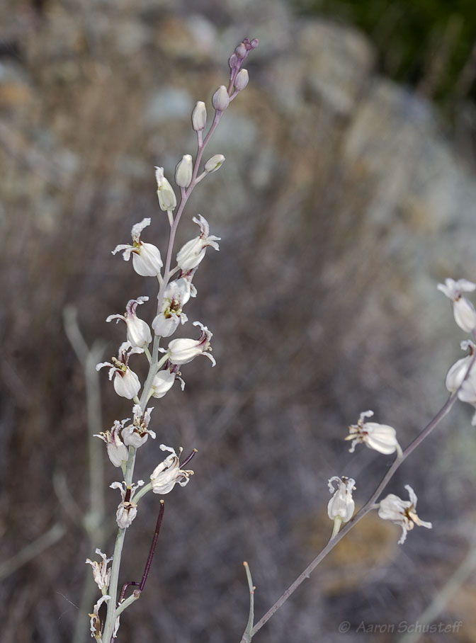 Streptanthus glandulosus ssp. albidus Streptanthus glandulosus ssp. albidus