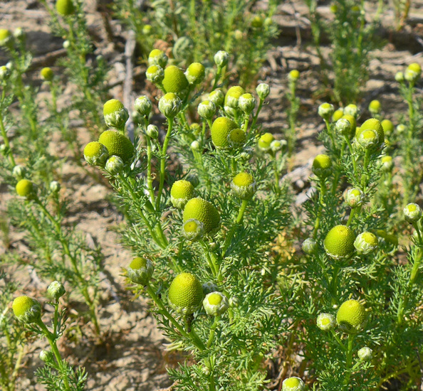 Matricaria occidentalis