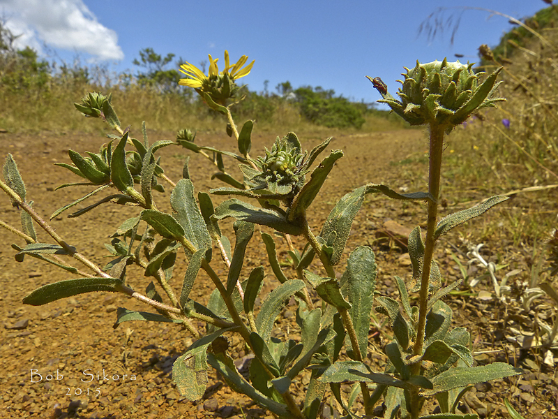 Grindelia hirsutula Grindelia hirsutula