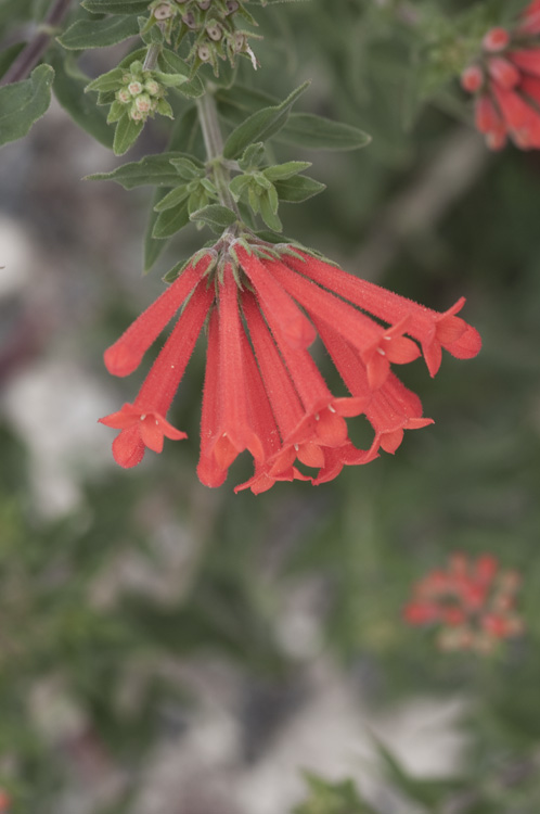 Bouvardia ternifolia