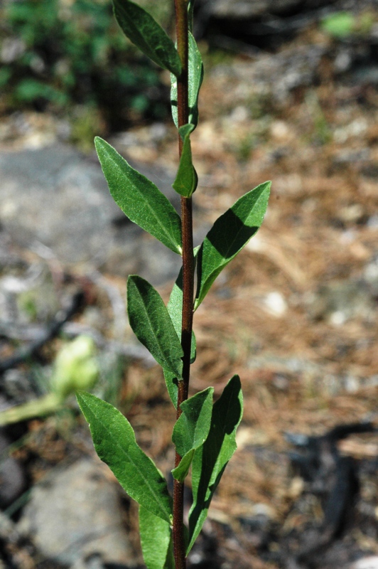 Sericocarpus oregonensis ssp. oregonensis