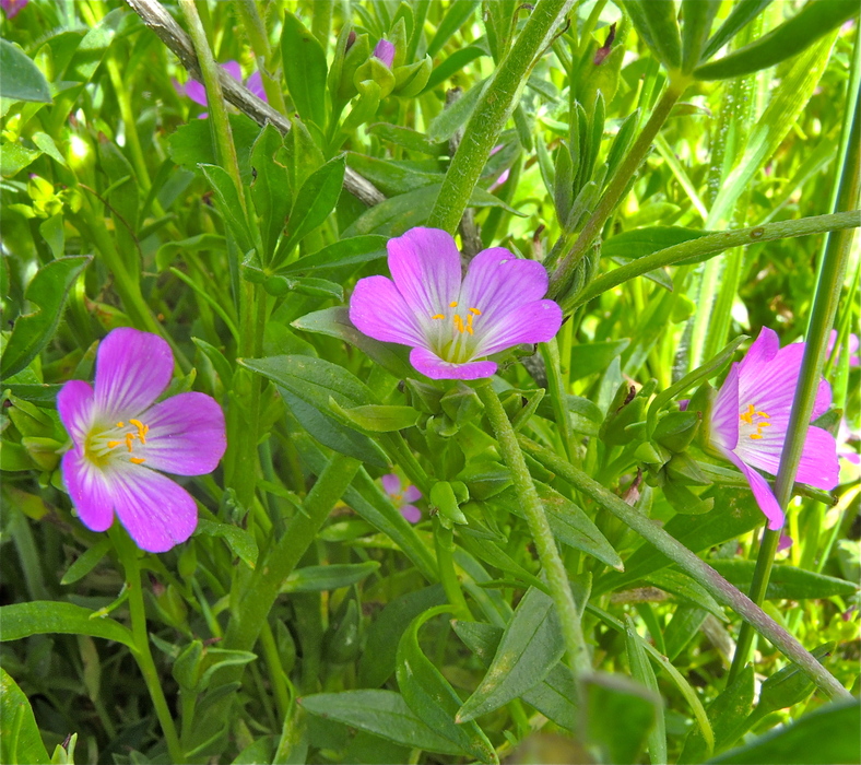 Calandrinia menziesii