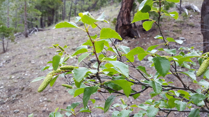 Betula occidentalis