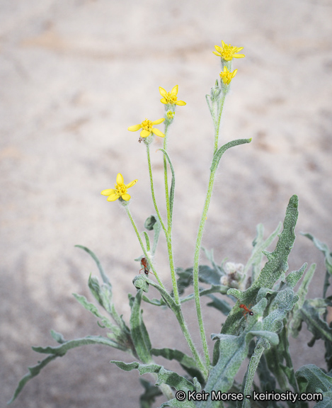 Baileya pauciradiata