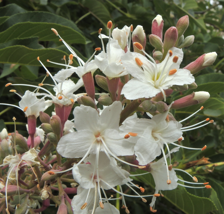 Aesculus californica