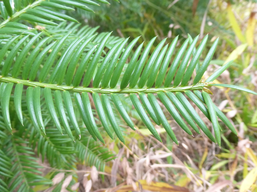 Torreya taxifolia