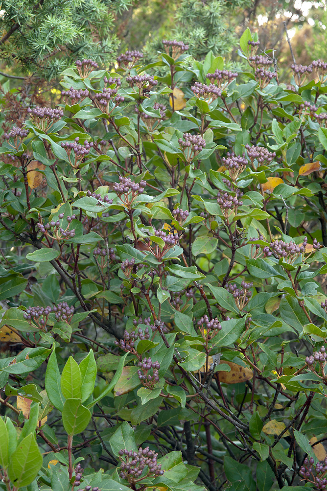 Viburnum-tinus-ssp-tinus