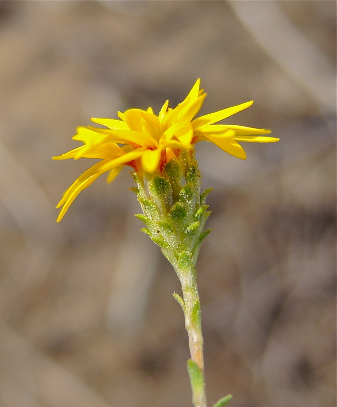 Lessingia pectinata var. tenuipes