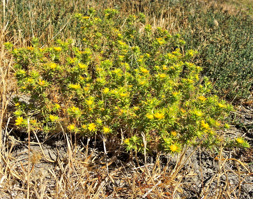 Centromadia parryi ssp. parryi