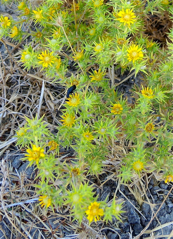 Centromadia parryi ssp. parryi