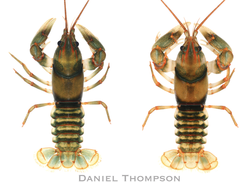 Cambarus fasciatus Cambarus fasciatus