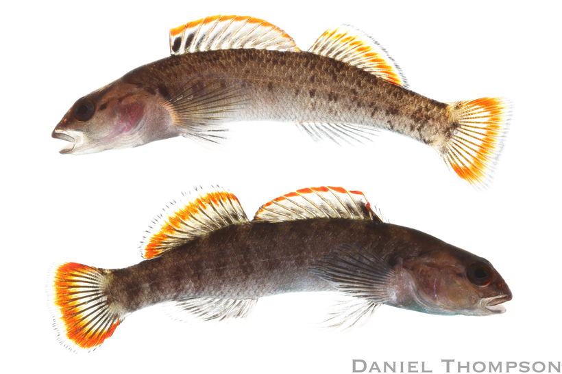Etheostoma etowahae Etheostoma etowahae