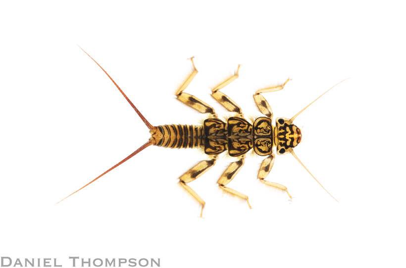 Agnetina capitata Agnetina capitata