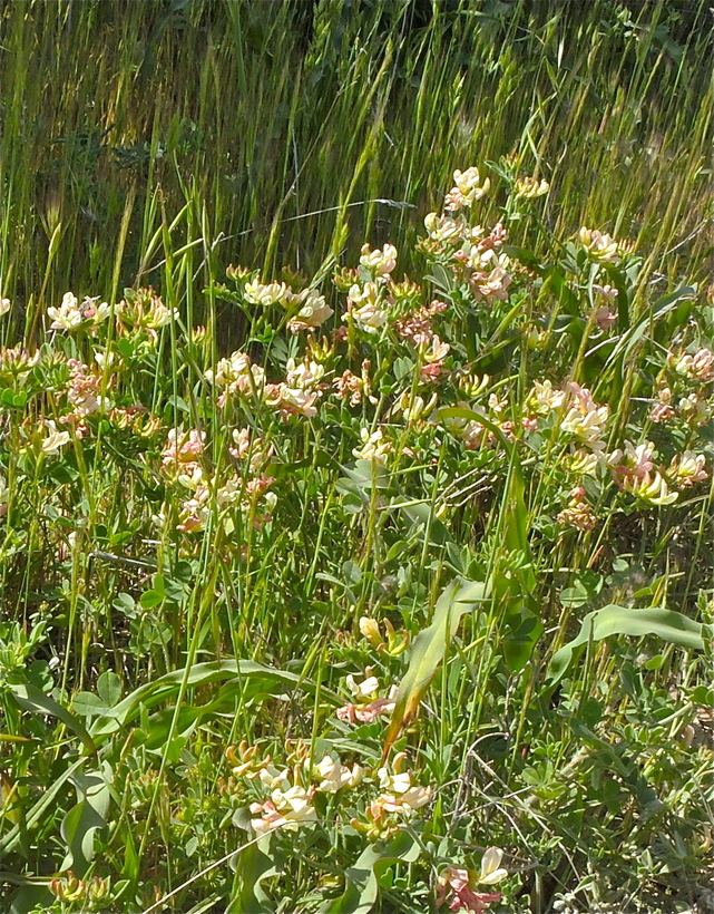 Acmispon grandiflorus
