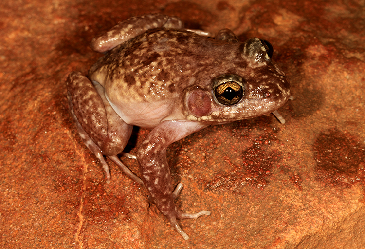 Limnodynastes lignarius