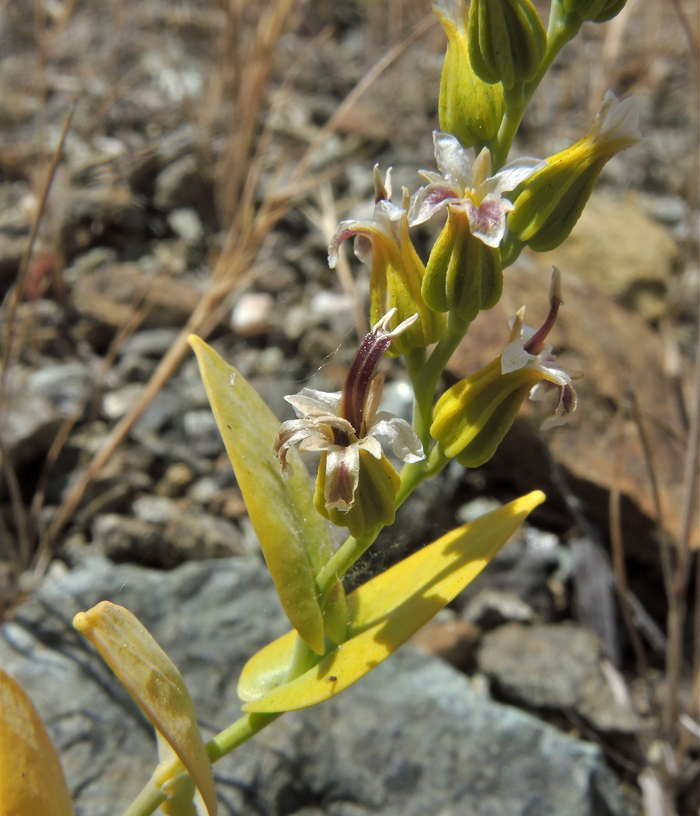 Streptanthus hesperidis
