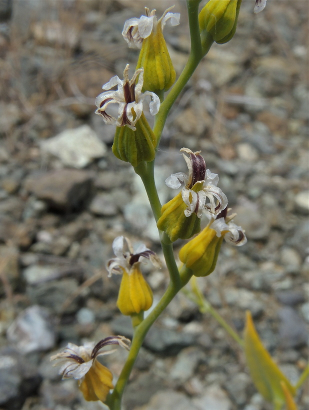 Streptanthus hesperidis