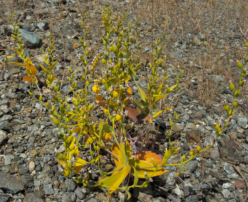 Streptanthus hesperidis