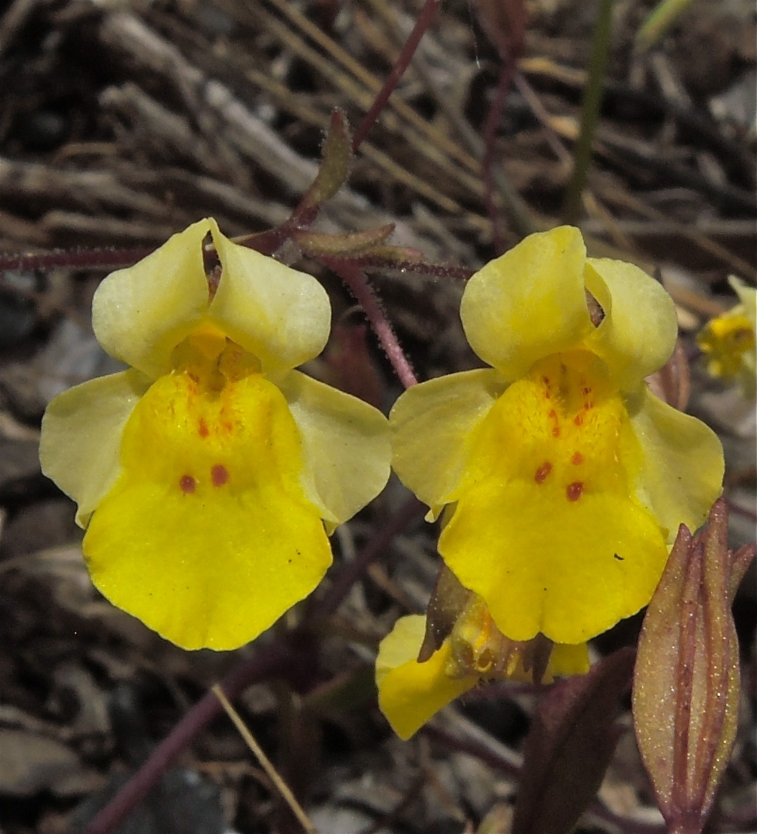 Erythranthe nudata