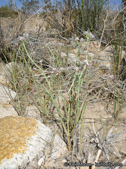 Euphorbia eriantha