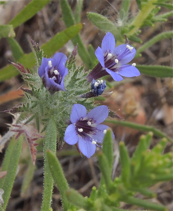 Navarretia viscidula