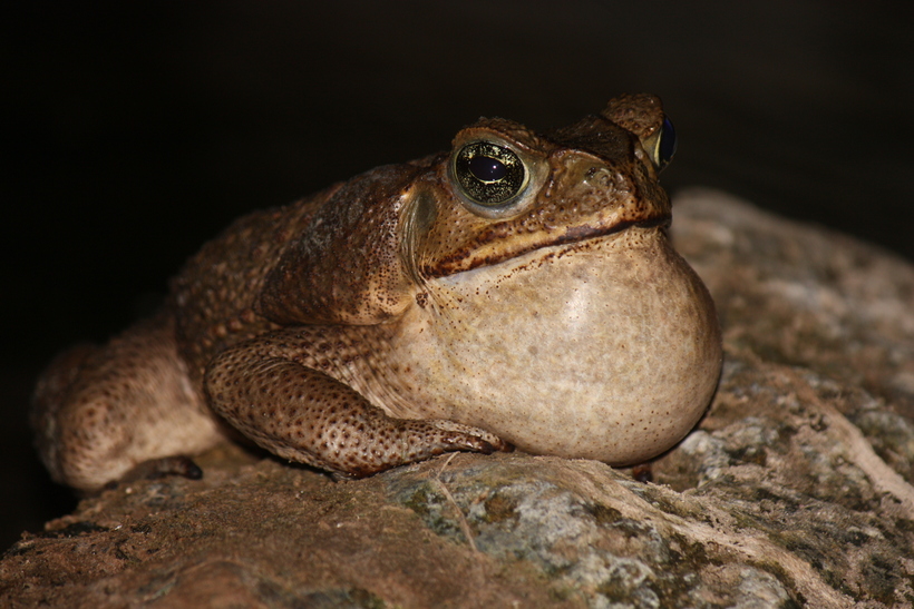 Rhinella horribilis